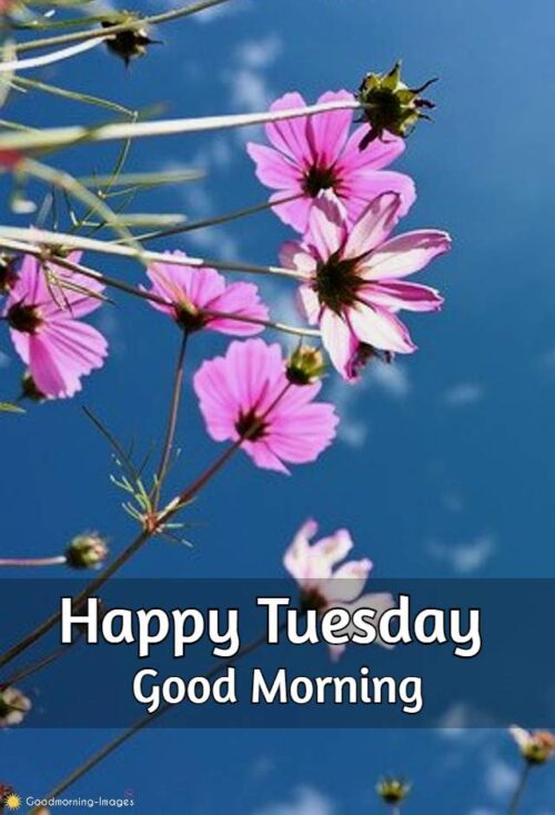 Good Morning Tuesday Wallpaper | WhatsPaper