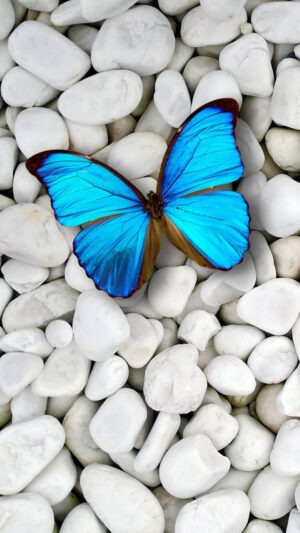 HD Butterfly Wallpaper