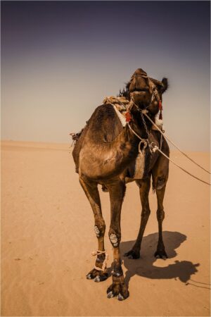 Camel Background