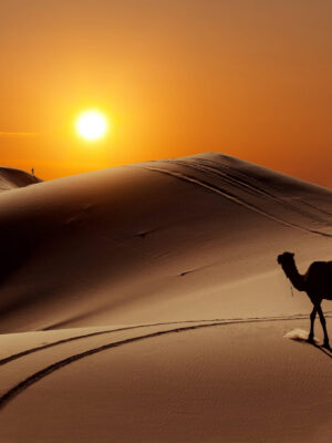 HD Camel Wallpaper 