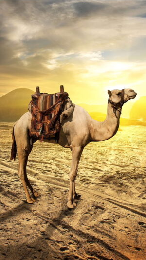 HD Camel Wallpaper 