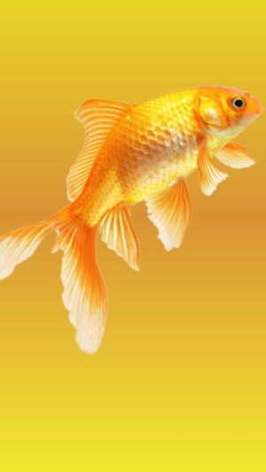 Fish Wallpaper 