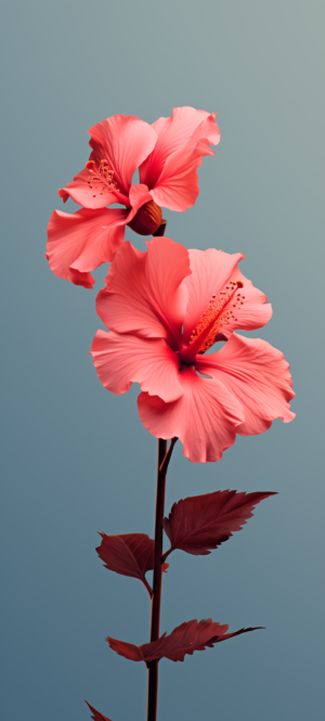 HD Hibiscus Flower Wallpaper 