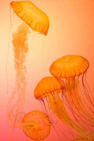 HD Jellyfish Wallpaper