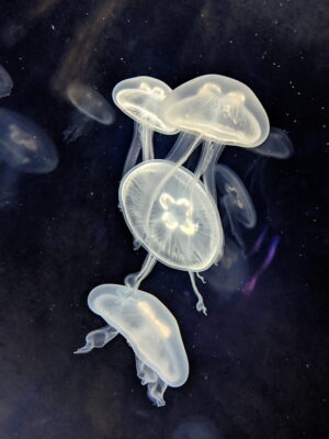 Jellyfish Wallpaper