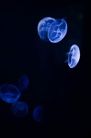 Jellyfish Wallpaper