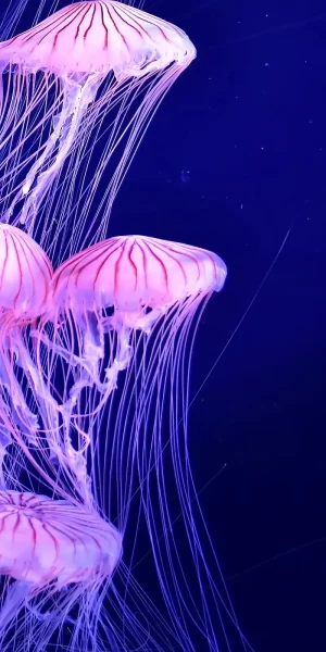 Jellyfish Wallpaper