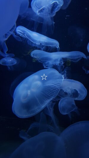 Jellyfish Background