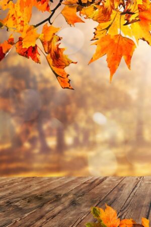 Autumn Wallpaper