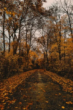 Autumn Wallpaper 