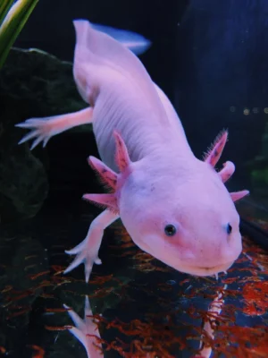 4K Axolotl Wallpaper