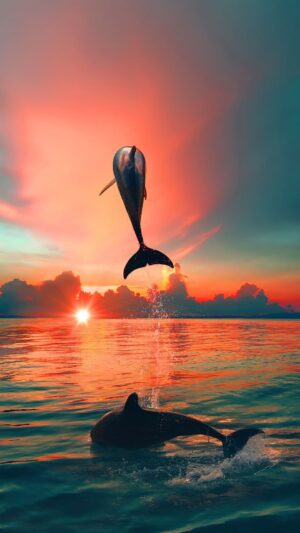 Dolphin Wallpaper