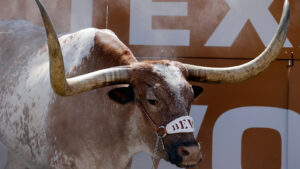 Desktop Bevo Wallpaper