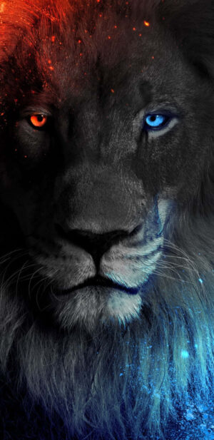 Lion Wallpaper 