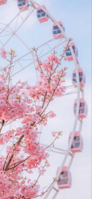 Cherry Blossom Background