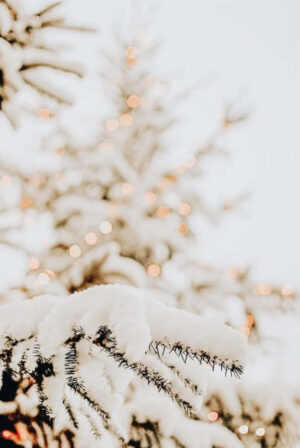 Winter Wallpaper