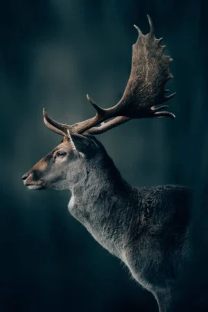 Deer Wallpaper