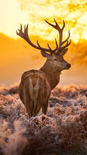 Deer Background 