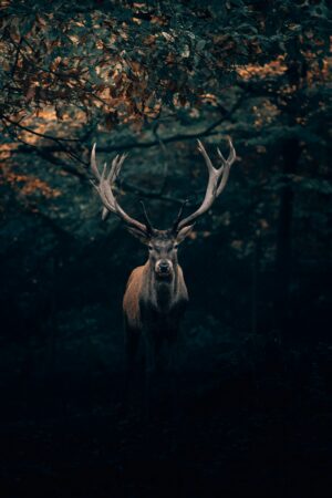 HD Deer Wallpaper 