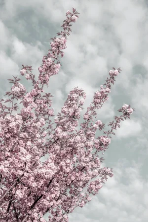 Cherry Blossom Background 