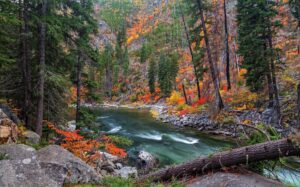 Autumn Forest Wallpaper 