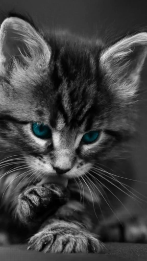 Cat Wallpaper 